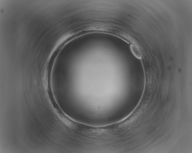 X0000051251131200506241540