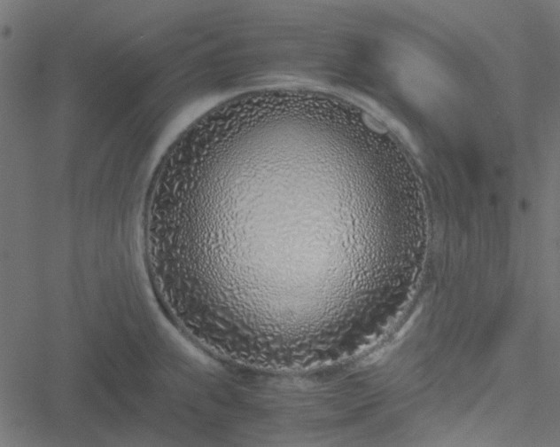 X0000051251239200506241538