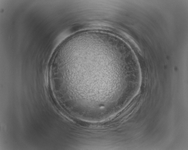 X0000051251275200506241537