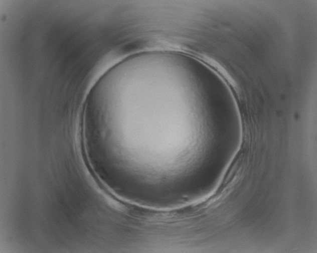 X0000051251387200506241535