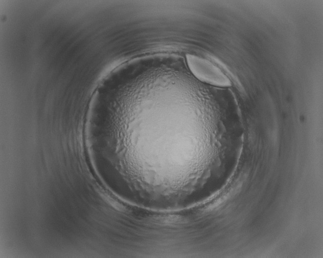 X0000051251417200506241535