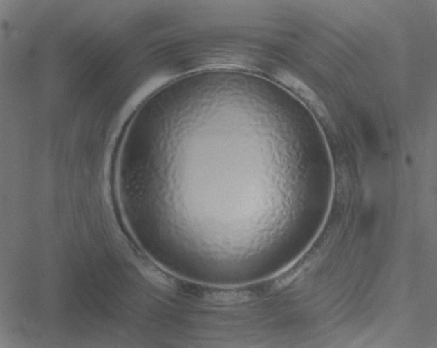 X0000051251427200506241535