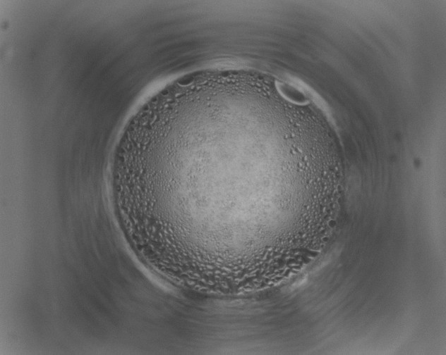 X0000051251429200506241535