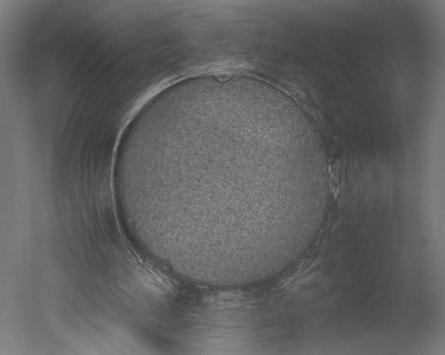 X0000051250196200507011701