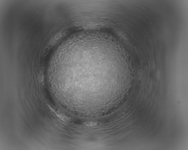 X0000051250687200507011653