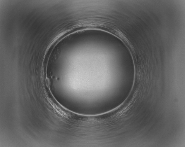 X0000051250787200507011651