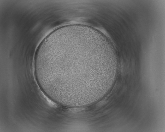 X0000051251294200507011642