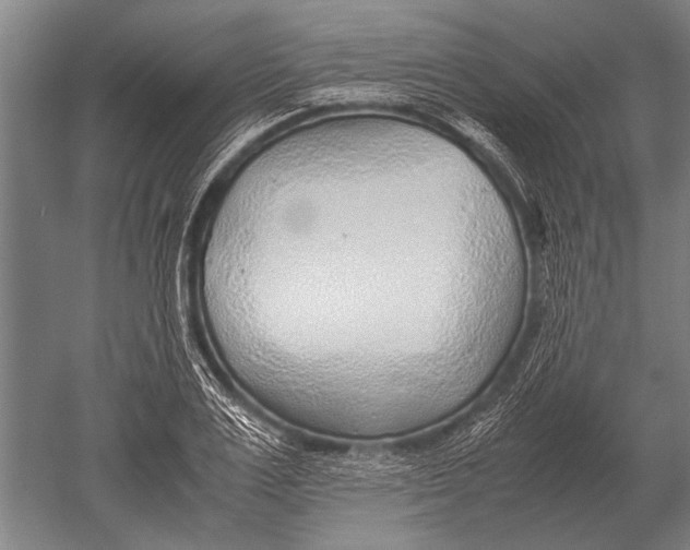 X0000051250983200507082146