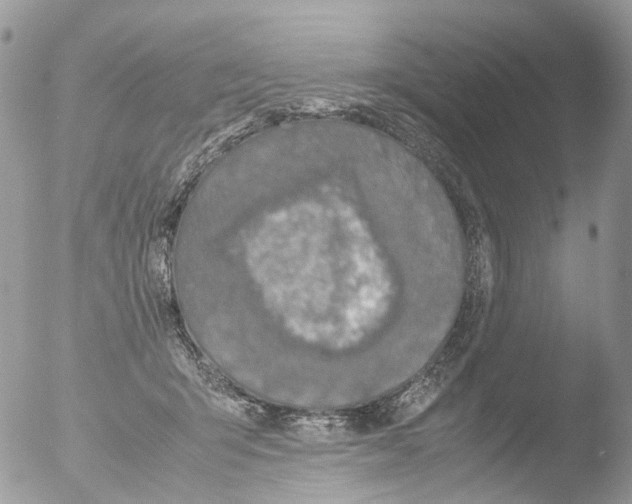 X0000051250415200507152154