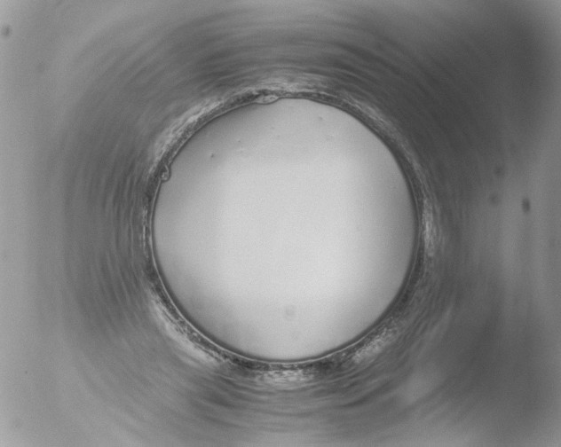 X0000051250445200507152154