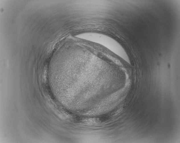 X0000051250499200507152153