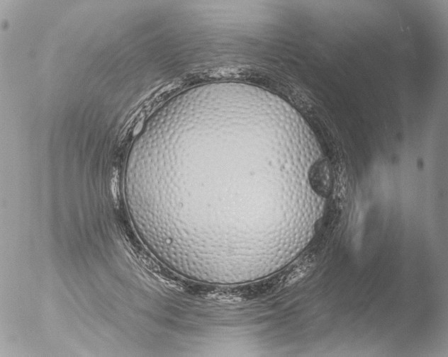 X0000051250648200507152151