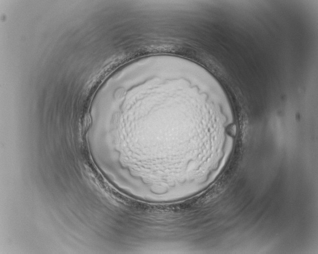 X0000051250729200507152149