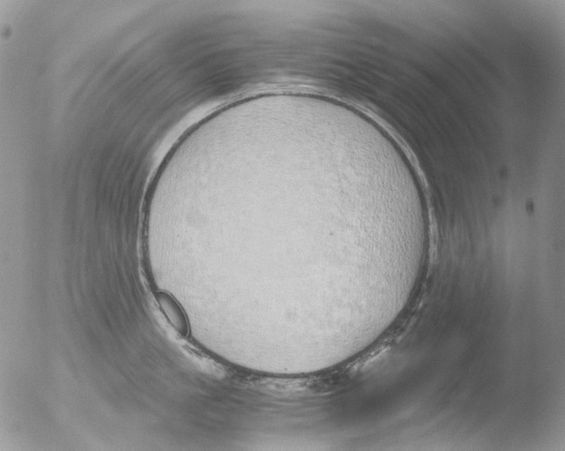 X0000051250861200507152148