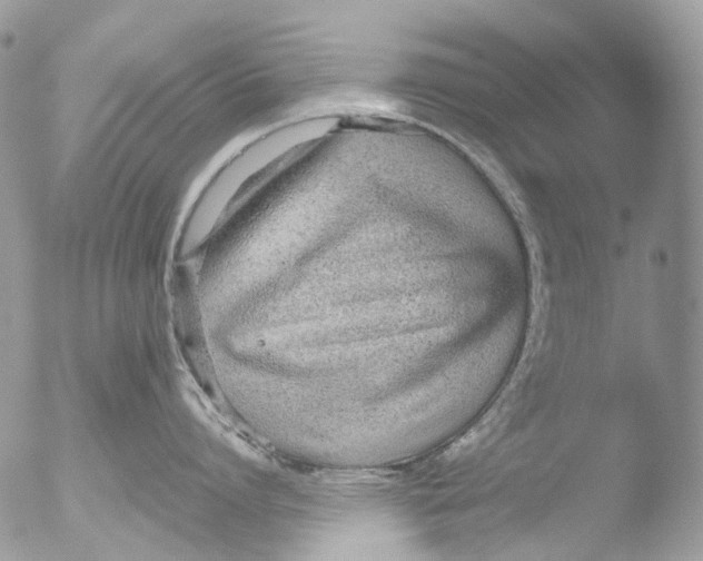 X0000051250864200507152148