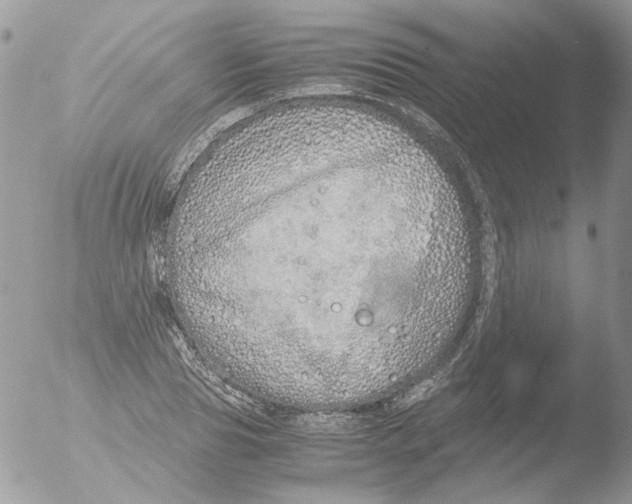 X0000051250929200507152146