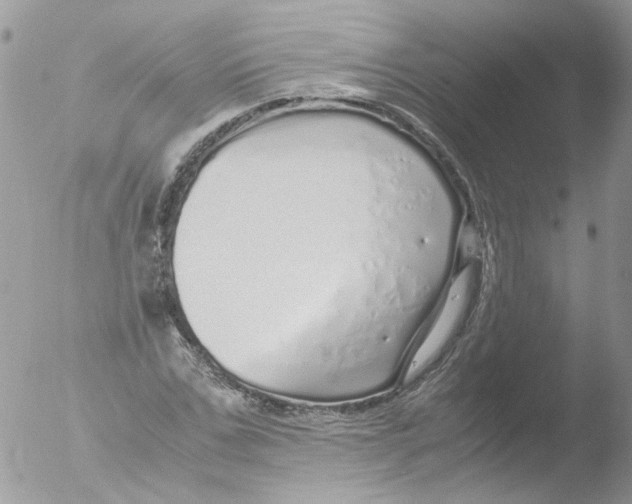 X0000051250971200507152145