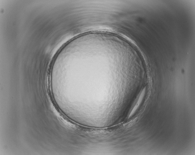 X0000051250999200507152145