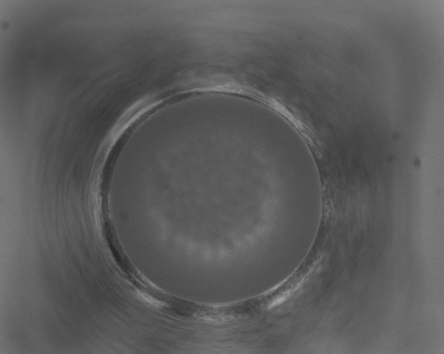 X0000051260199200506241620