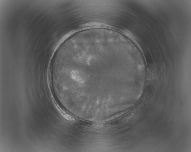 X0000051261098200507011712