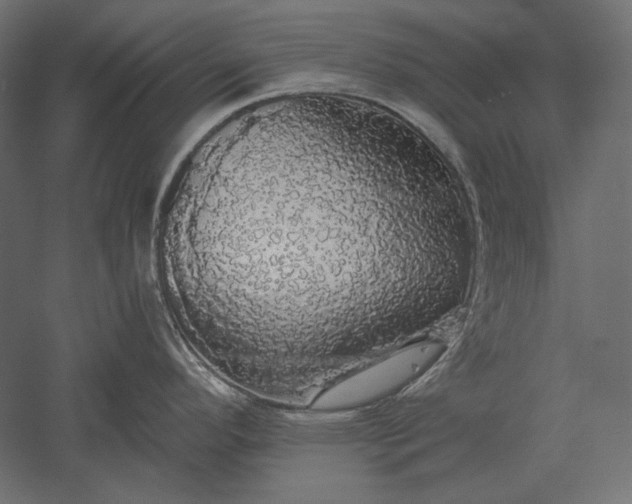 X0000051261296200507011708