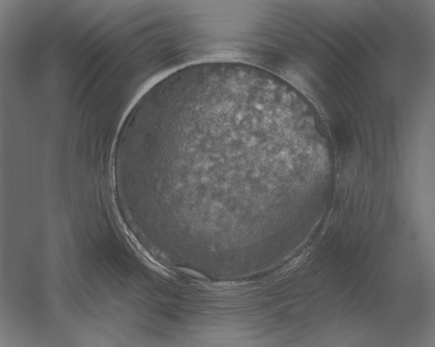 X0000051261436200507011707