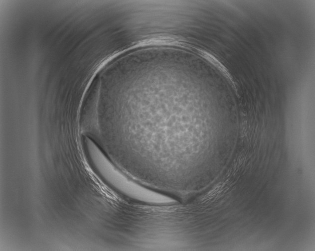X0000051260996200507082212