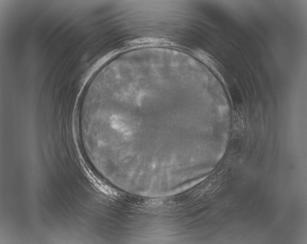 X0000051261098200507082210