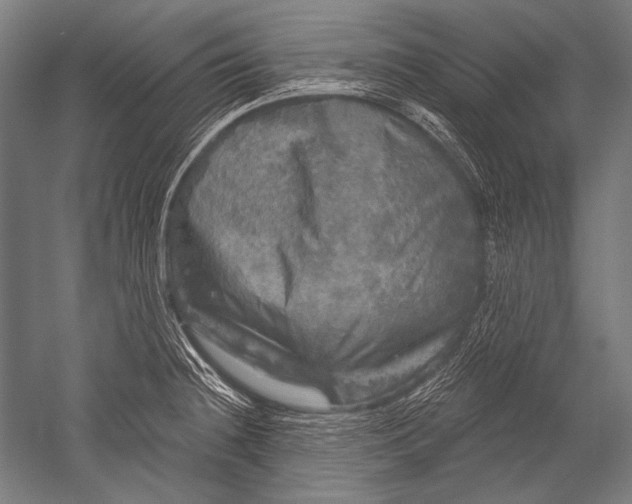X0000051261236200507082208