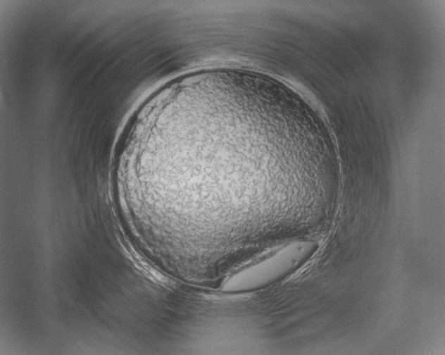 X0000051261296200507082207