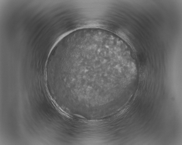 X0000051261436200507082205