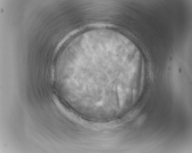 X0000051260016200507152227