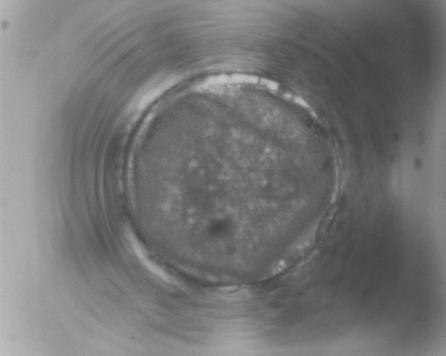 X0000051260050200507152226