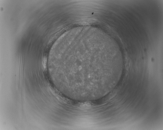 X0000051260075200507152227