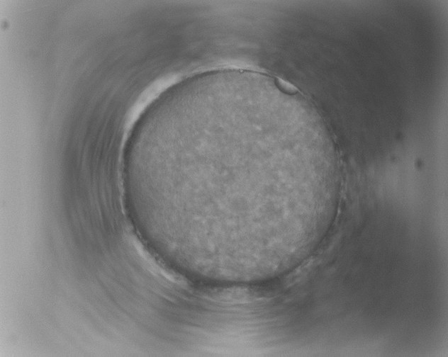 X0000051260104200507152226