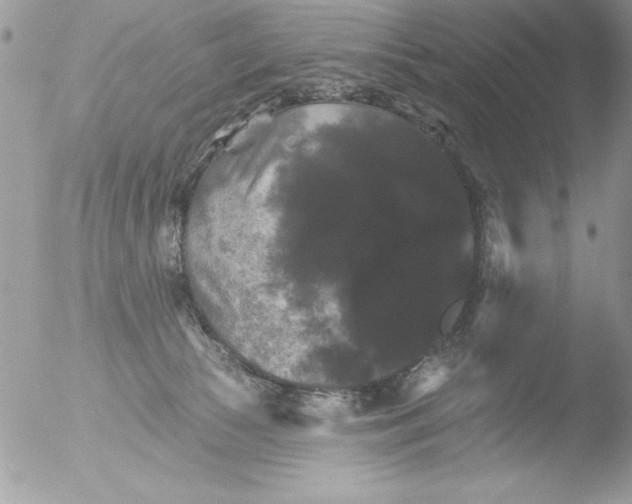 X0000051260177200507152225