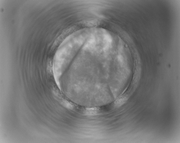 X0000051260240200507152224