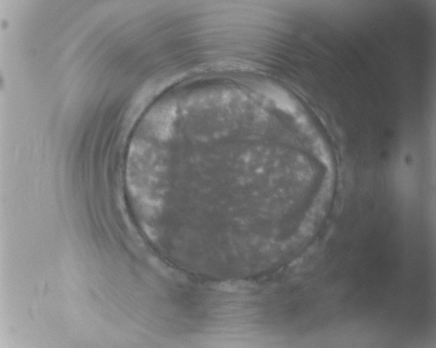 X0000051260241200507152223