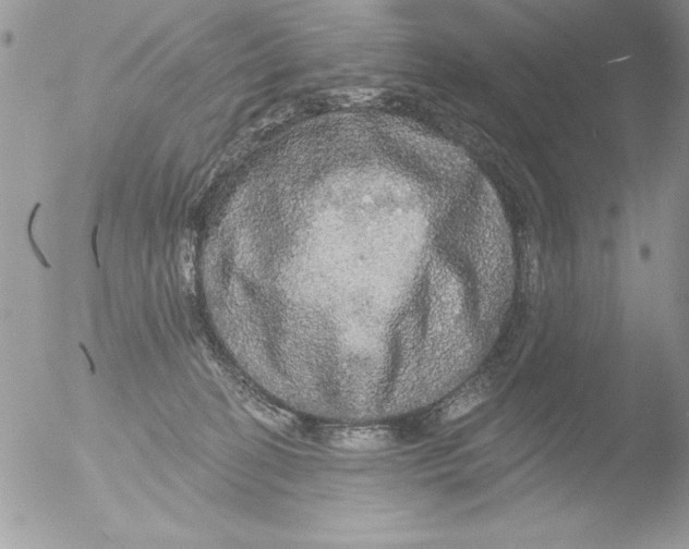 X0000051260274200507152223