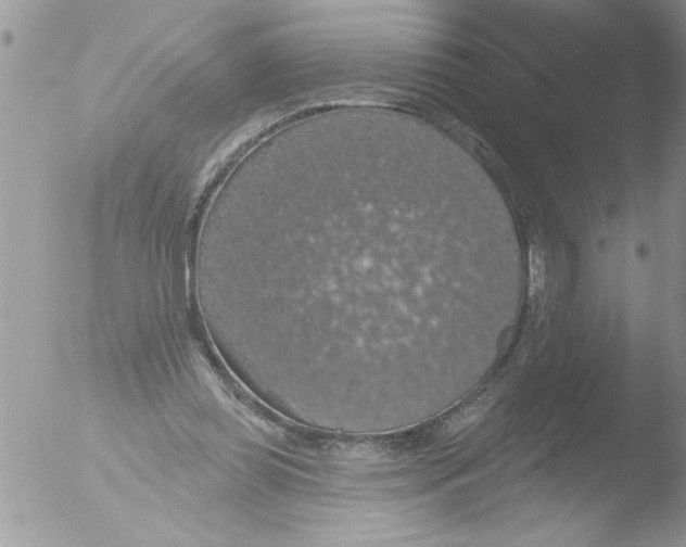 X0000051260349200507152221