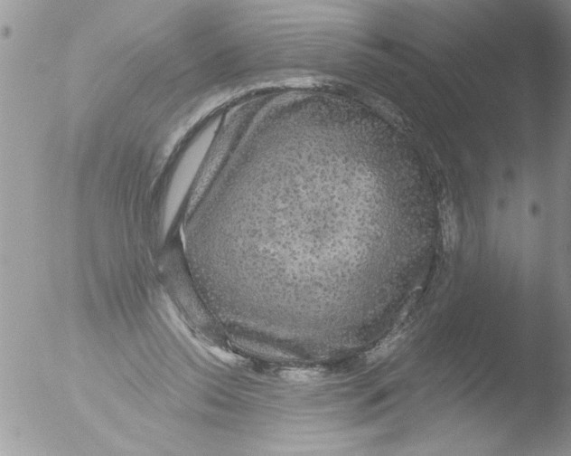 X0000051260350200507152221