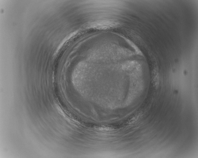 X0000051260400200507152221