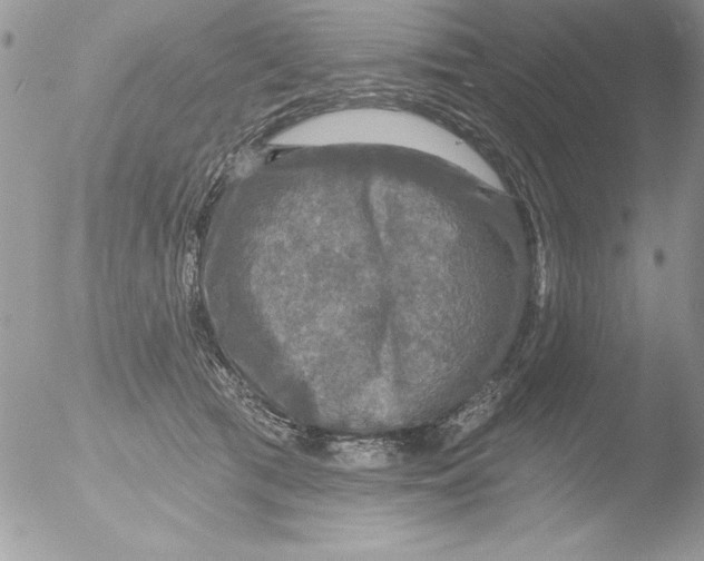 X0000051260417200507152221