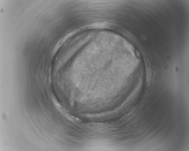 X0000051260486200507152219