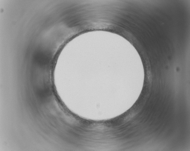 X0000051260534200507152218