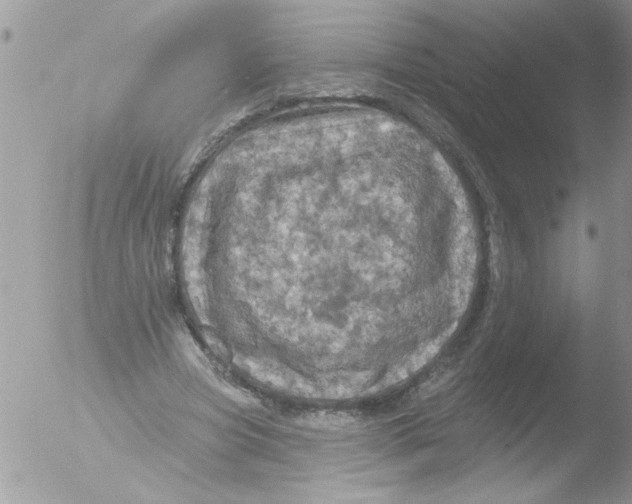 X0000051260537200507152218