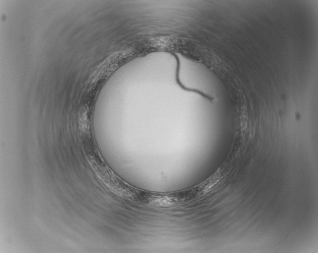 X0000051260611200507152217