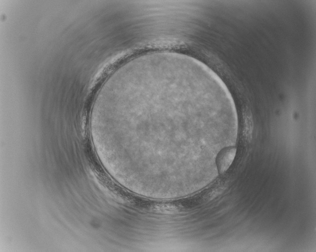 X0000051260636200507152216