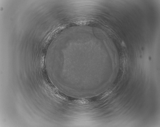 X0000051260652200507152217