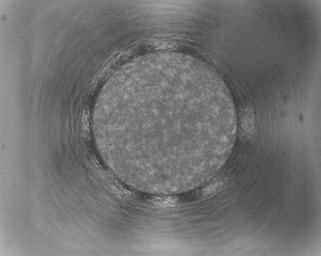 X0000051260667200507152217